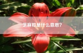 芝麻粒是什么意思？