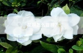 花呗怎么提额？