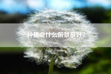 种植业什么前景最好？