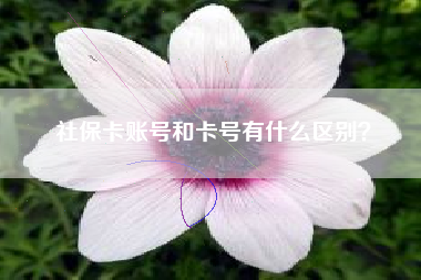 社保卡账号和卡号有什么区别？
